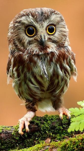 owl.jpg